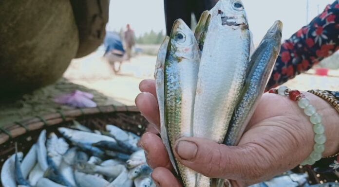 The Ultimate Omega-3 Rich Fish: An Affordable Superfood Delight