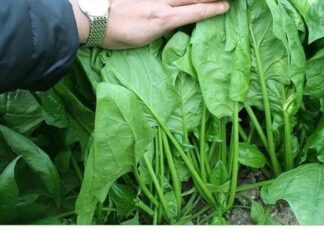 “The Pesticide-Soaked Vegetable: A Cautionary Tale of Unhealthy Produce”