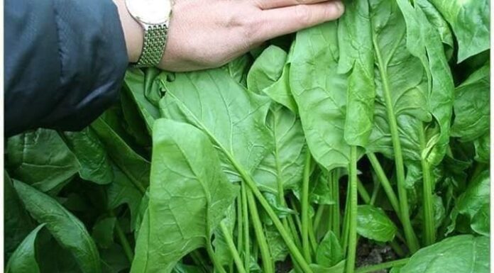 “The Pesticide-Soaked Vegetable: A Cautionary Tale of Unhealthy Produce”