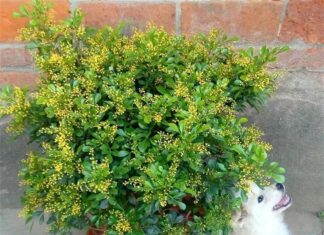 The Fragrant Seven: Summer-Blooming Plants to Transform Your Space