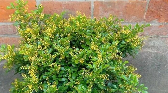 The Fragrant Seven: Summer-Blooming Plants to Transform Your Space