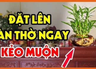 The 4 Types of Dragon-Riding Fortune Apprentice Plants: Unlocking the Secrets of Green Dragon Clouds.