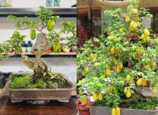 “Attract Wealth and Prosperity: The Perfect Placement of the Golden Plum Tree”