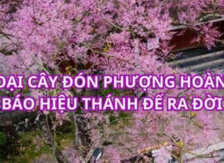 The Imperial Phoenix Tree: A Hue Legend.