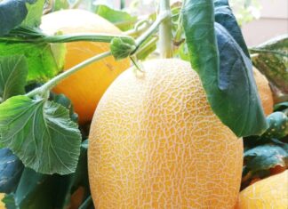 “The Ultimate Guide to Picking the Perfect Honeydew Melon: 5 Tips for Choosing the Sweetest Melon Every Time”