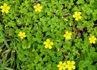 The Wonder Weed: Nature’s Cure-All, Growing Wild and Free.