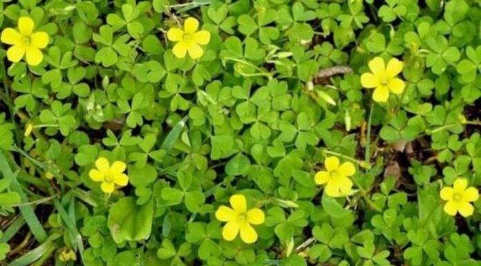 The Wonder Weed: Nature’s Cure-All, Growing Wild and Free.