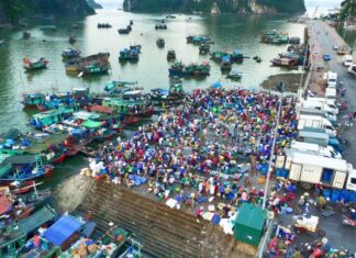 Explore the Ultimate Seafood Market in Quang Ninh, Brimming with Freshly Caught Fish and Squid, at Unbeatable Prices