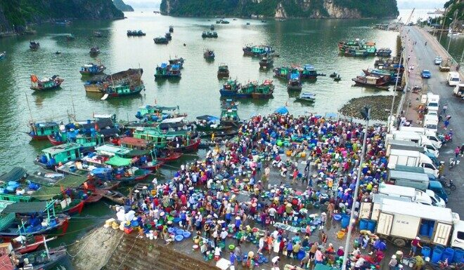 Explore the Ultimate Seafood Market in Quang Ninh, Brimming with Freshly Caught Fish and Squid, at Unbeatable Prices