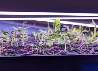 Common Mistakes When Sowing Seeds