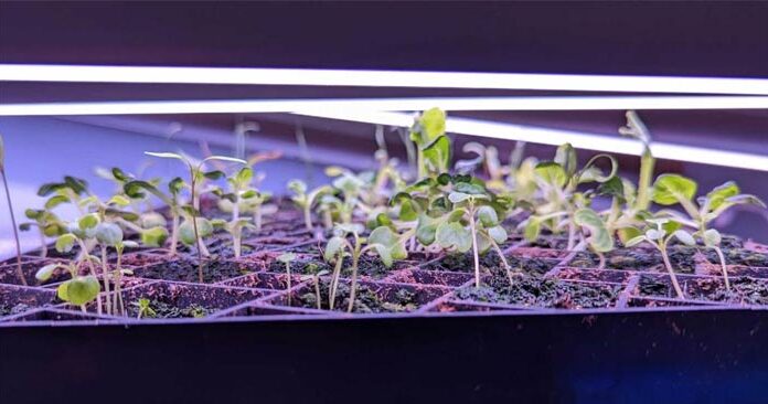 Common Mistakes When Sowing Seeds