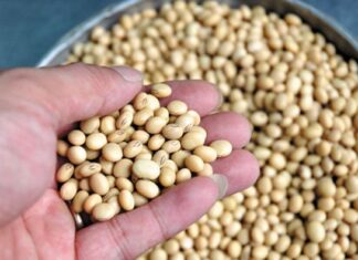 The Nutty Superfood: Nature’s ‘Boneless Meat’