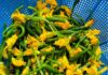 Stir-fried Cucumber Flowers with Termite Mushrooms: A Refreshing, Nutritious Family Meal