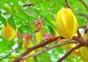 The Best Place to Grow Carambola Trees Indoors: Should Those With a Metal Element in Their Chinese Zodiac Consider Growing Starfruit?
