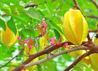 The Best Place to Grow Carambola Trees Indoors: Should Those With a Metal Element in Their Chinese Zodiac Consider Growing Starfruit?
