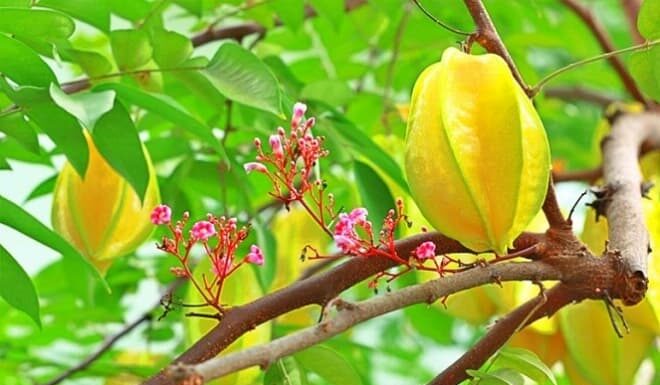 The Best Place to Grow Carambola Trees Indoors: Should Those With a Metal Element in Their Chinese Zodiac Consider Growing Starfruit?