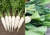 The Ultimate Guide to Unlocking the “Treasure Trove” of Calcium: Transforming a Humble Vegetable into a Delicious and Nutritious Treat