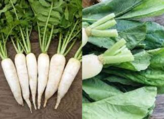 The Ultimate Guide to Unlocking the “Treasure Trove” of Calcium: Transforming a Humble Vegetable into a Delicious and Nutritious Treat