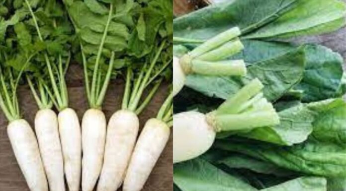 The Ultimate Guide to Unlocking the “Treasure Trove” of Calcium: Transforming a Humble Vegetable into a Delicious and Nutritious Treat