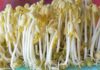 How to Grow Bean Sprouts at Home: A Step-by-Step Guide to Delicious and Healthy Sprouts