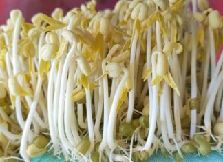 How to Grow Bean Sprouts at Home: A Step-by-Step Guide to Delicious and Healthy Sprouts