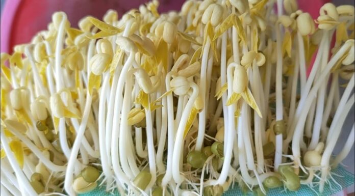 How to Grow Bean Sprouts at Home: A Step-by-Step Guide to Delicious and Healthy Sprouts