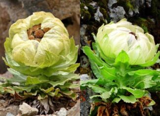 The Elusive Seven-Year Bloom: A Legendary Flower That’s Hard to Come By