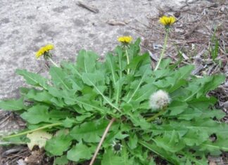 The Ultimate Superfood: A Wild Vegetable Growing in Abundance in Vietnam, Underappreciated by Locals Due to Its Bitter Taste