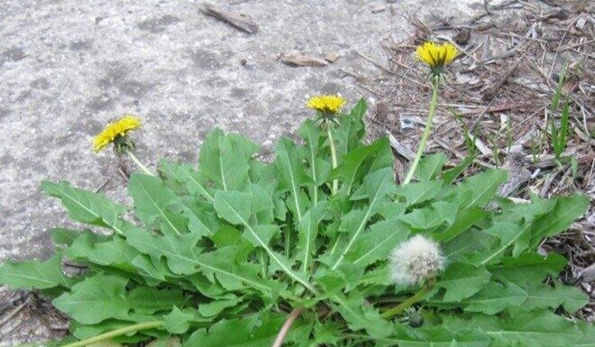 The Ultimate Superfood: A Wild Vegetable Growing in Abundance in Vietnam, Underappreciated by Locals Due to Its Bitter Taste