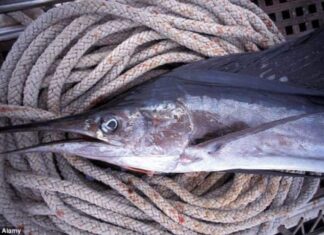 The Ultimate Seasonal Treat: Nature’s Rare Delicacy, a Seasonal Favorite with Health Benefits