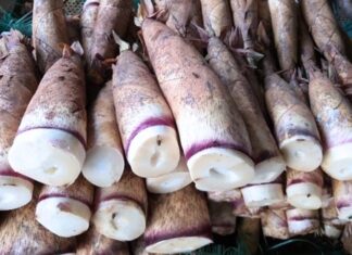 The Ultimate Guide to Choosing and Cooking with Mang Vu’u, a Delicacy from Vietnam’s Northwest