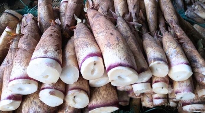 The Ultimate Guide to Choosing and Cooking with Mang Vu’u, a Delicacy from Vietnam’s Northwest