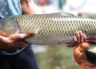 “The Dark Side of a Nutritional Powerhouse: Why You Should Avoid Eating This Part of a Fish”