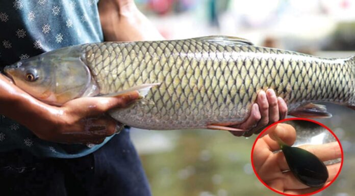 “The Dark Side of a Nutritional Powerhouse: Why You Should Avoid Eating This Part of a Fish”