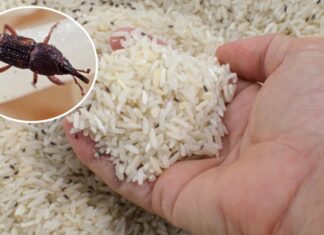 The Ultimate Rice Storage Solution: Keep Pests at Bay All Year Round