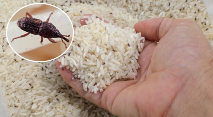 The Ultimate Rice Storage Solution: Keep Pests at Bay All Year Round