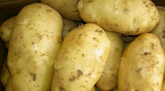 The Ultimate Guide to Crispy Golden Fries: How to Achieve the Perfect Crunch