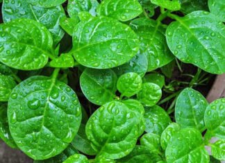 The Ultimate Heart-Healthy Trio: Discover the Power of These Affordable Vegetables