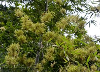 The Four Plants That Foretell Misfortune When They Bloom Indoors, Especially the First One: