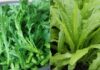 The Ultimate Guide to Vietnam’s Clean Veggies: Unveiling the Four Types that are Almost Pesticide-Free, Especially the Third Kind