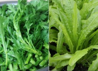 The Ultimate Guide to Vietnam’s Clean Veggies: Unveiling the Four Types that are Almost Pesticide-Free, Especially the Third Kind