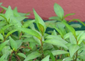 The Secret Benefits and Dark Side of Eating Vietnamese Coriander: Do You Really Know?