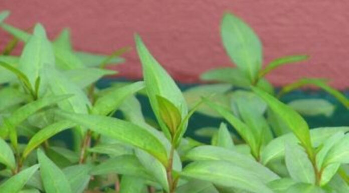 The Secret Benefits and Dark Side of Eating Vietnamese Coriander: Do You Really Know?