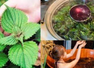 Unlocking the Secrets to Flawless Skin: Can Perilla Leaves Be the Ultimate Beauty Solution?