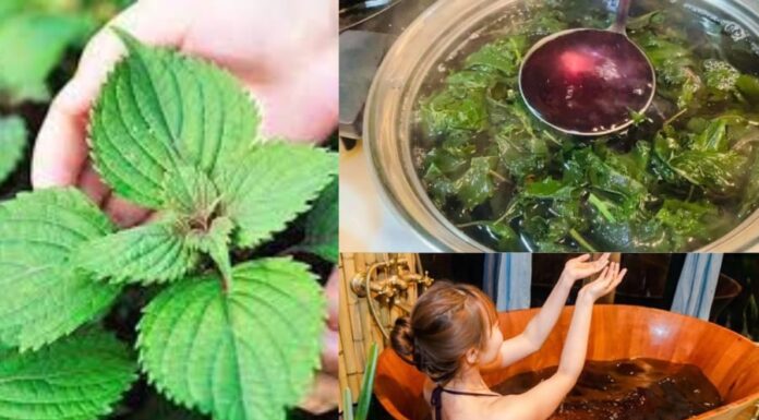 Unlocking the Secrets to Flawless Skin: Can Perilla Leaves Be the Ultimate Beauty Solution?