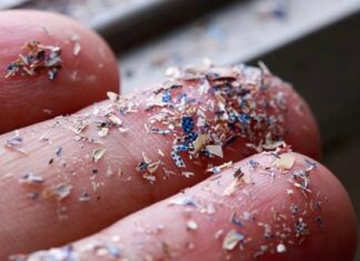 ‘Shocking’ Reveal: 4 ‘Healthy’ Foods Laden with Microplastics: Are They in Your Daily Diet?