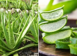 “The Secret to Luscious Locks: Vietnam’s Miracle Hair Loss Solution”