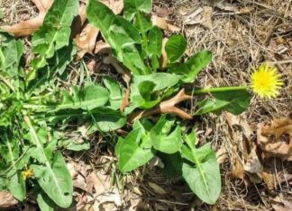 The Weeds by the Wayside in Vietnam: A ‘Miracle Cure’ for Diabetes, Now a Delicacy Abroad Worth a Fortune.