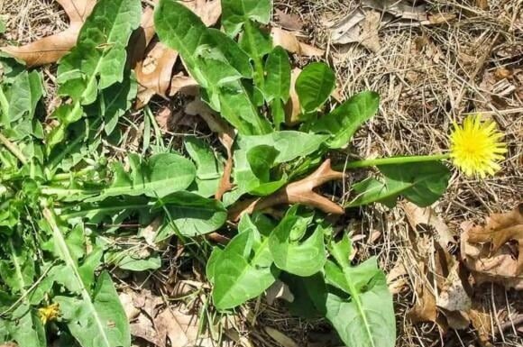 The Weeds by the Wayside in Vietnam: A ‘Miracle Cure’ for Diabetes, Now a Delicacy Abroad Worth a Fortune.