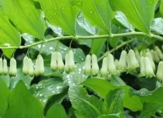 The Familiar Vegetable in Vietnam, Once Only Fed to Pigs, Now Contains “Gold” in its Roots and Sells Like Hotcakes!